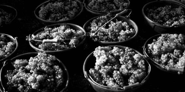 photo-membre-marengo